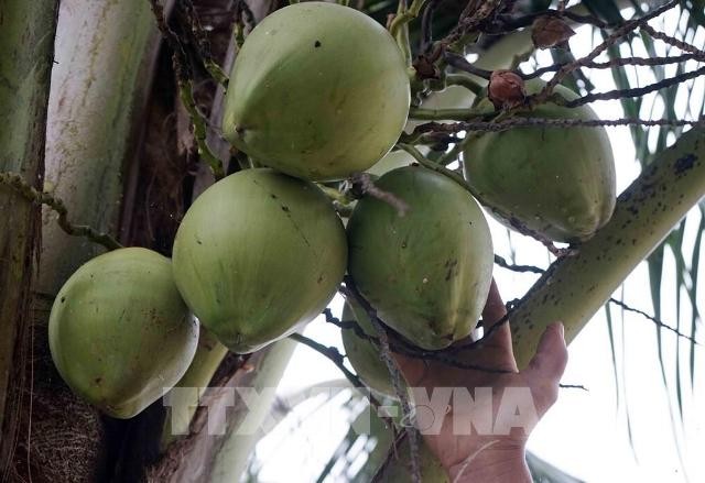 Trái dừa Việt Nam đáp ứng yêu cầu xuất khẩu vào thị trường Hoa Kỳ - ảnh 1