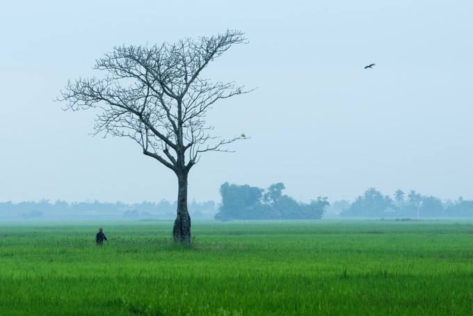 Amazing photos of “Lonely Trees” in Vietnam - ảnh 10