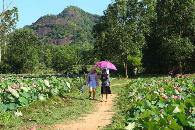 Exploring stunning lotus flower fields of Quang Nam - ảnh 10