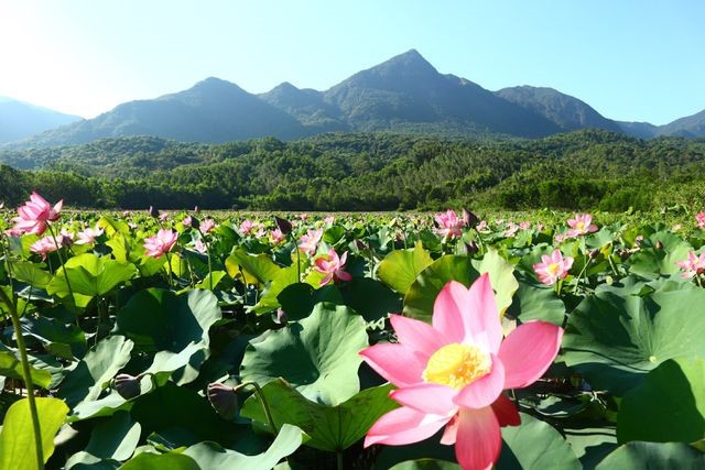 Exploring stunning lotus flower fields of Quang Nam - ảnh 1