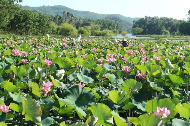 Exploring stunning lotus flower fields of Quang Nam - ảnh 5