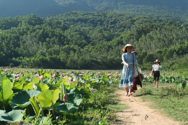 Exploring stunning lotus flower fields of Quang Nam - ảnh 7