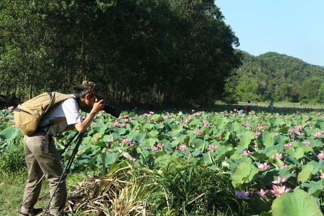 Exploring stunning lotus flower fields of Quang Nam - ảnh 8