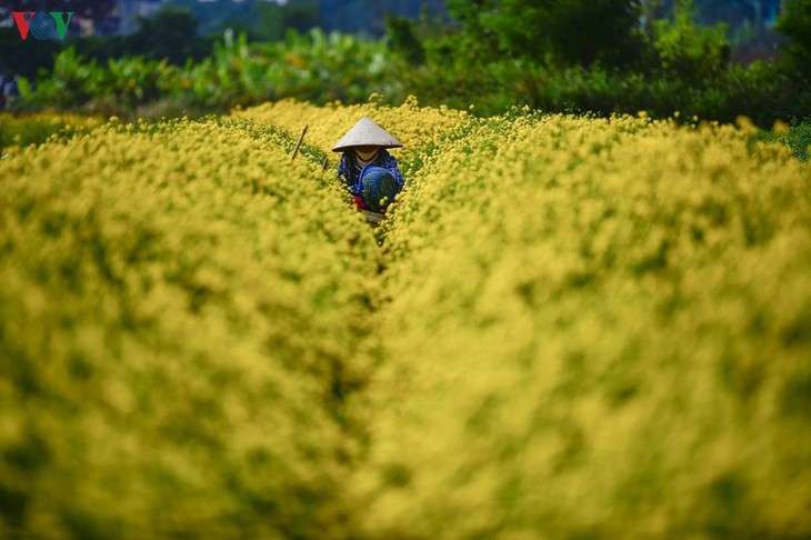 Ngất ngây sắc vàng rực rỡ của cánh đồng hoa cúc chi gần Hà Nội - ảnh 2