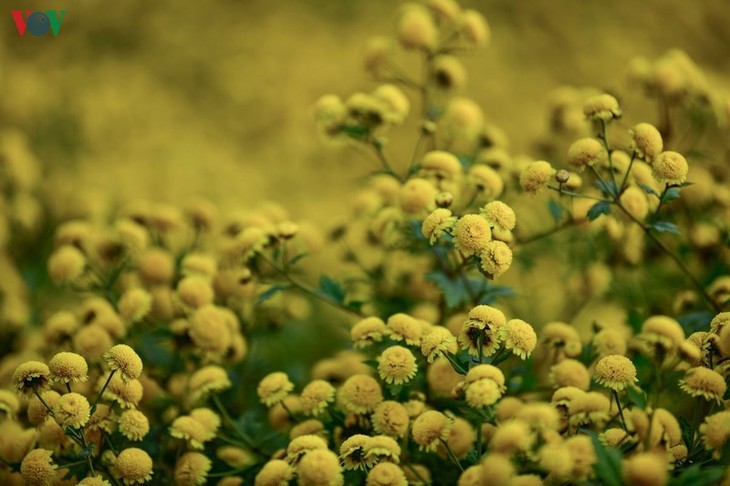 Ngất ngây sắc vàng rực rỡ của cánh đồng hoa cúc chi gần Hà Nội - ảnh 8