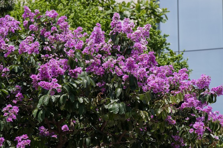 Hoa bằng lăng khoe sắc “nhuộm tím” đường phố Hà Nội - ảnh 7