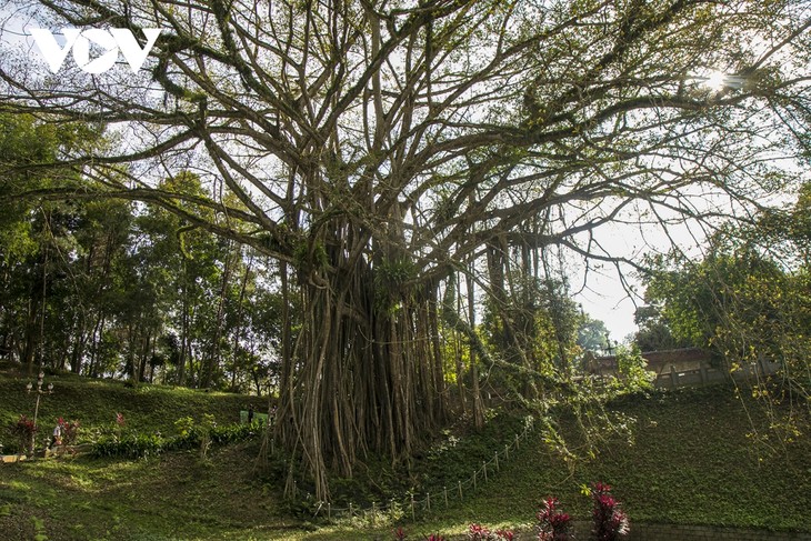 Vẻ đẹp của cây đa cổ khổng lồ có tuổi đời trên 300 năm tuổi - ảnh 2