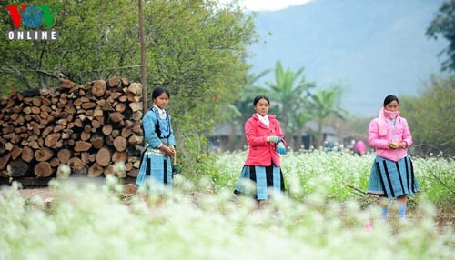 Etnicos Mong en Moc Chau saludan la llegada de la primavera - ảnh 2