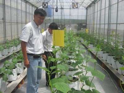 Vietnam por aplicar alta tecnología en producción agrícola - ảnh 1