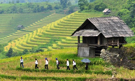 Arroz en terrazas, reliquia nacional de Vietnam - ảnh 1