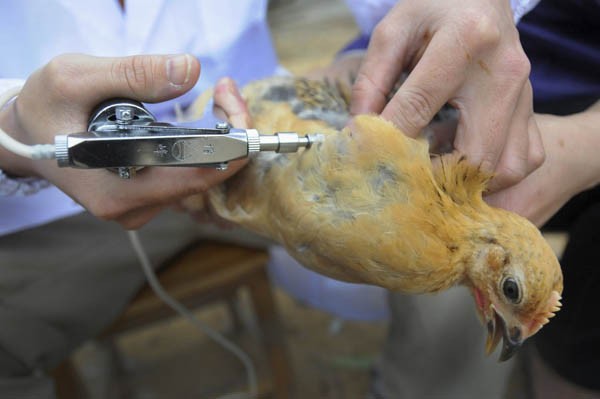 Casos contagiados con gripe aviar H7N9 en China ascendieron a 60 - ảnh 1
