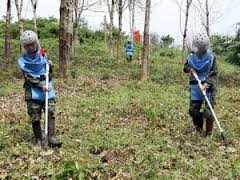 Crecen árboles en tierras liberadas de explosivos en Vietnam - ảnh 1