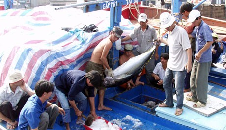 Provincia de Phu Yen promueve la explotación de atún - ảnh 1