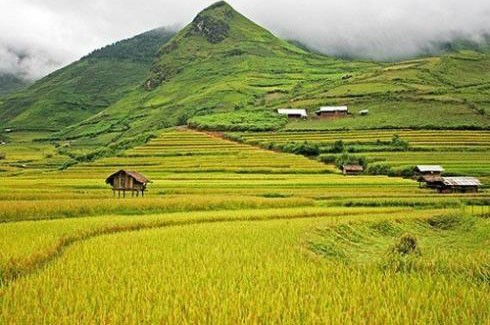 Ejemplos en construcción de grandes arrozales en provincia montañosa de Yen Bai - ảnh 1