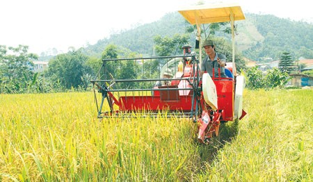 Ejemplos en construcción de grandes arrozales en provincia montañosa de Yen Bai - ảnh 2