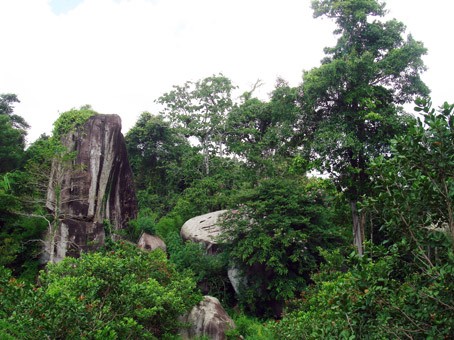 Celebrarán primer Festival de Bosques en Vietnam - ảnh 1