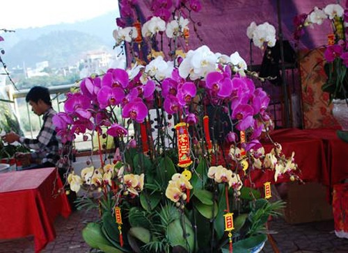 Mercado de flores regocijan a compatriotas de Lao Cai - ảnh 2