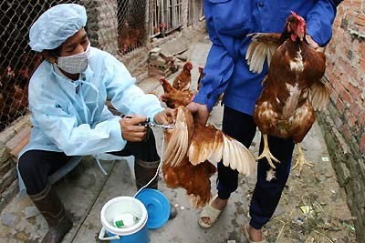 Localidades vietnamitas alertan de propagación de gripe aviar - ảnh 1