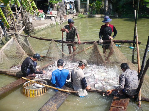 Proteccionismo de Estados Unidos daña exportación de pescados de Vietnam - ảnh 1
