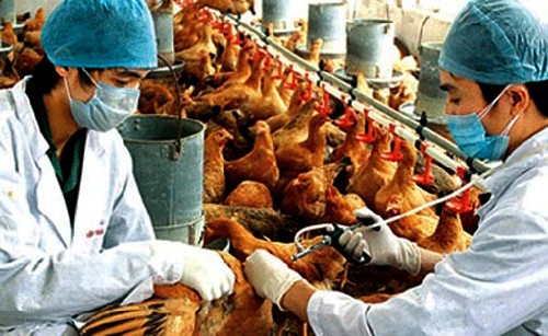 Organización Mundial de Salud previene sobre gripe aviar  - ảnh 1