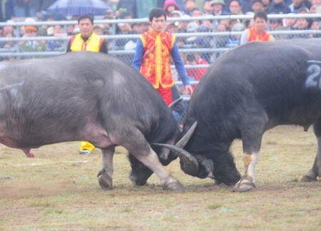 Primera lidia de búfalos en Hanoi - ảnh 1