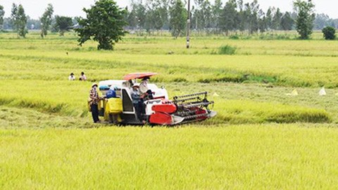 “Campos de colaboración”, avanzado modelo de producción de arroz en Dong Thap - ảnh 1