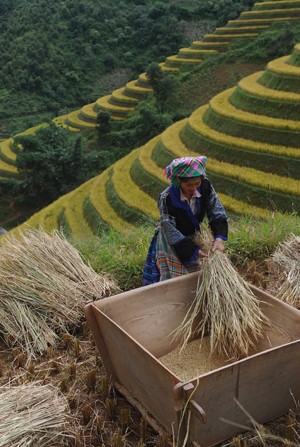 Nivel agrícola admirable de étnicos vietnamitas - ảnh 2