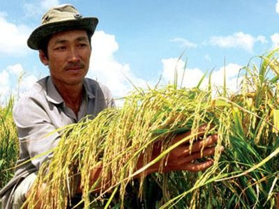 Capacitarán fuerzas agrícolas en Ciudad Ho Chi Minh - ảnh 1