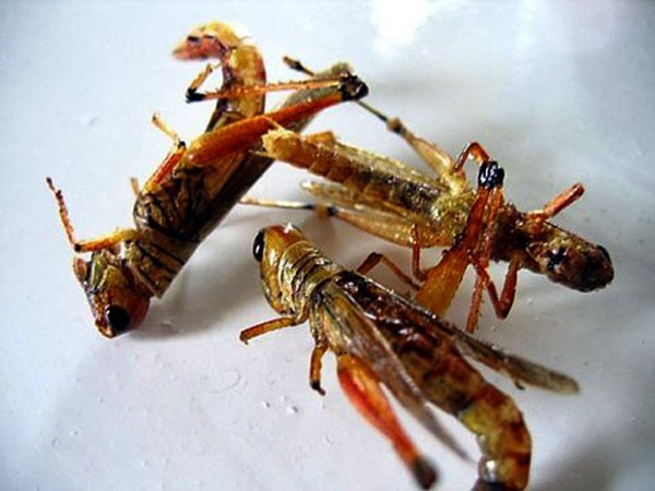 Pueden paladear insectos comestibles en Hanoi?    - ảnh 1