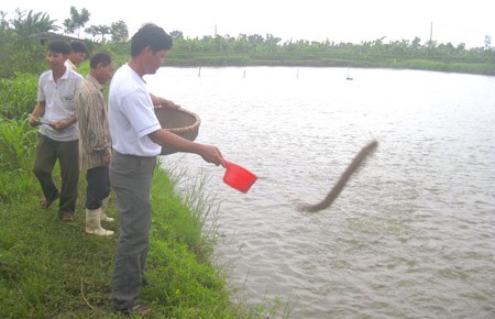 Thuy Ninh proyecta edificar modelos económicos rurales  - ảnh 2