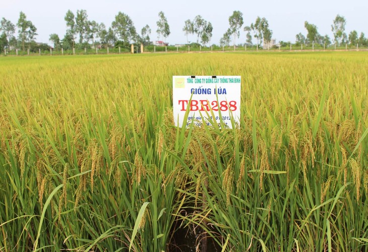 Thuy Ninh proyecta edificar modelos económicos rurales  - ảnh 1
