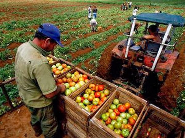 Parlamento cubano discute medidas para reducir la importación alimentaria  - ảnh 1