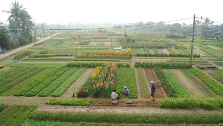 Visitantes experimentan el cultivo de verduras en Tra Que-Hoi An - ảnh 1