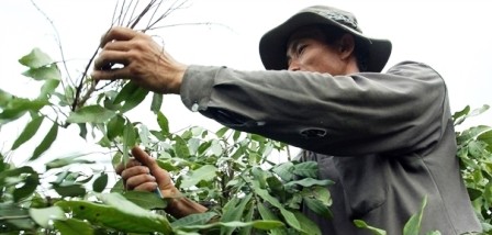 Despierta el potencial de la fruta de longan en la nueva ruralidad de Hung Yen - ảnh 2