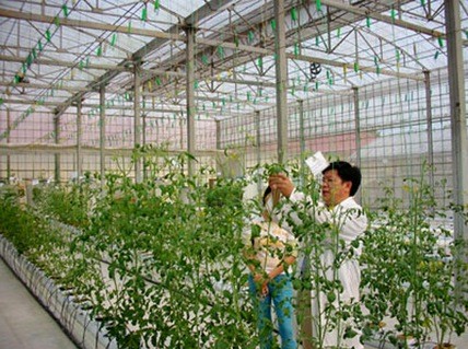 Avances tecnológicos en la agricultura en Ciudad Ho Chi Minh - ảnh 2