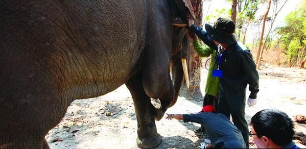 Protección urgente de elefantes en Meseta Occidental - ảnh 2