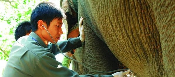 Protección urgente de elefantes en Meseta Occidental - ảnh 3
