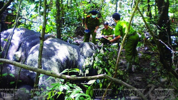 Protección urgente de elefantes en Meseta Occidental - ảnh 6