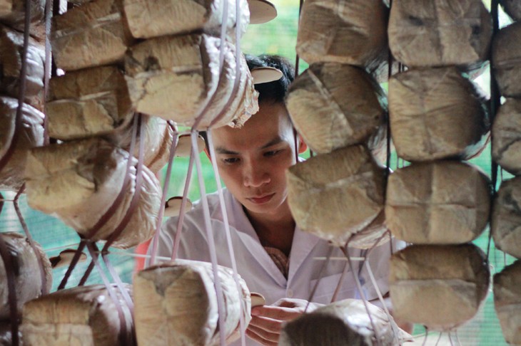 Primer cultivador de hongos preciosos en Vietnam - ảnh 3
