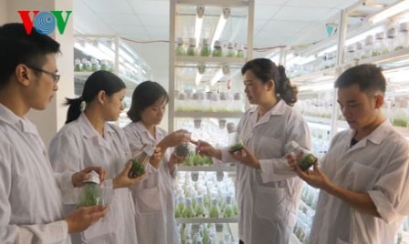 La Doctora Ha Thi Thuy, productora de nuevas plantas frutales - ảnh 2