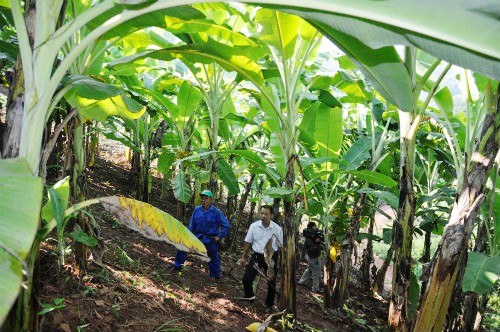 Modelo del cultivo de banano en Son La ayuda a la población a salir de la pobreza - ảnh 1