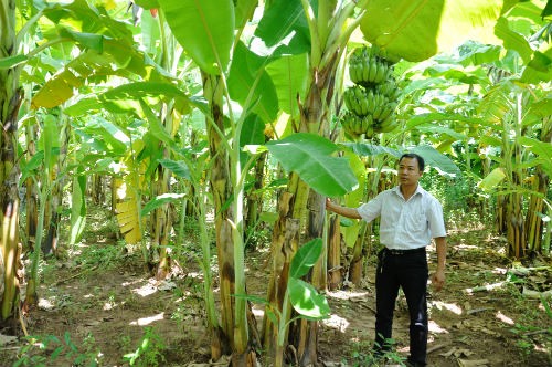 Modelo del cultivo de banano en Son La ayuda a la población a salir de la pobreza - ảnh 2
