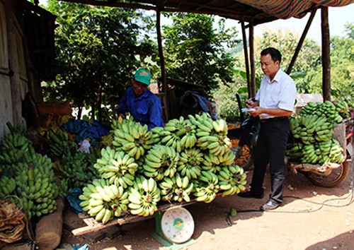 Modelo del cultivo de banano en Son La ayuda a la población a salir de la pobreza - ảnh 3