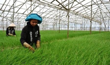Agricultura tecnológica en comuna Don Duong, provincia Lam Dong - ảnh 2