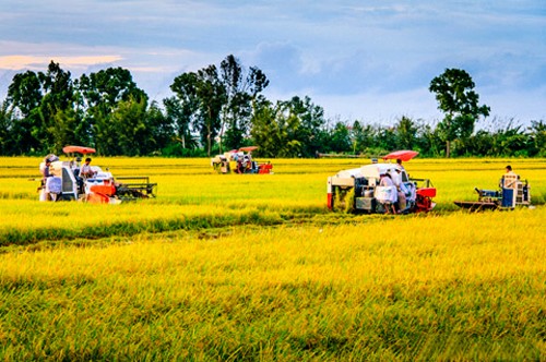 Población católica de Can Tho en la construcción del nuevo campo - ảnh 2