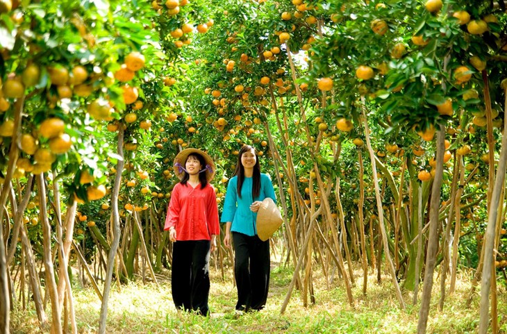 Construyen marcas de frutas exportables en Delta de Río Mekong - ảnh 1