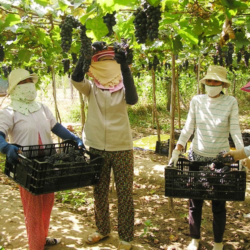 Cultivo de uvas en Ninh Thuan para el desarrollo sostenible - ảnh 2