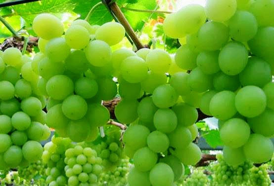 Cultivo de uvas en Ninh Thuan para el desarrollo sostenible - ảnh 3