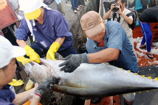 Potencialidades de la pesca de atún en Vietnam - ảnh 1