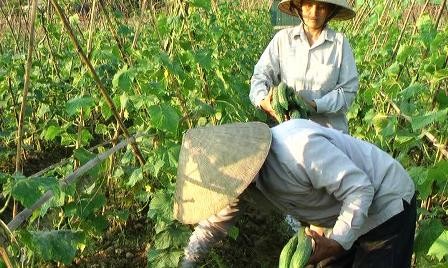 Eficiencia del modelo de alianza entre agricultores y empresas en Quang Nam - ảnh 1